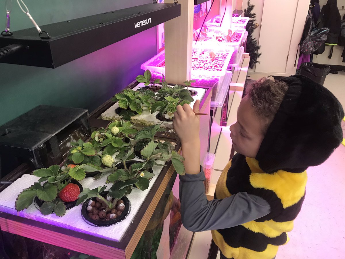 mkobzik's tweet photo. @eganvilleps @RCDSB @JaneGood178 BEE Duty 🐝 AKA pollinating our 🍓 #NPDL #RCDSBexperientiallearning https://t.co/ku6ufJnKYF