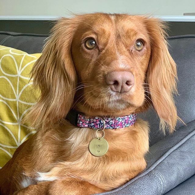 TheJanuaryRose's tweet photo. Oh Maisie 😭😍 Wearing the floral confetti collar and initial ID tag and being a superstar model 💕 Isn’t she beautiful?! ♥️ https://t.co/bVKDMOQcb2 https://t.co/bNcCebYY5h