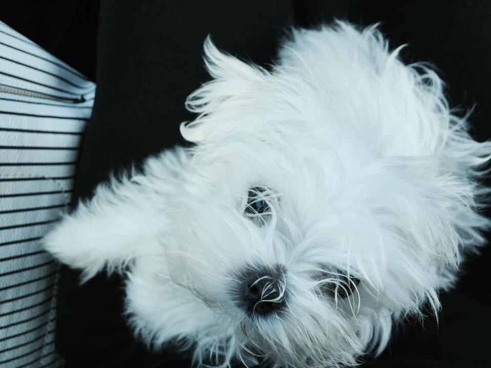 Puppies Source tweet media