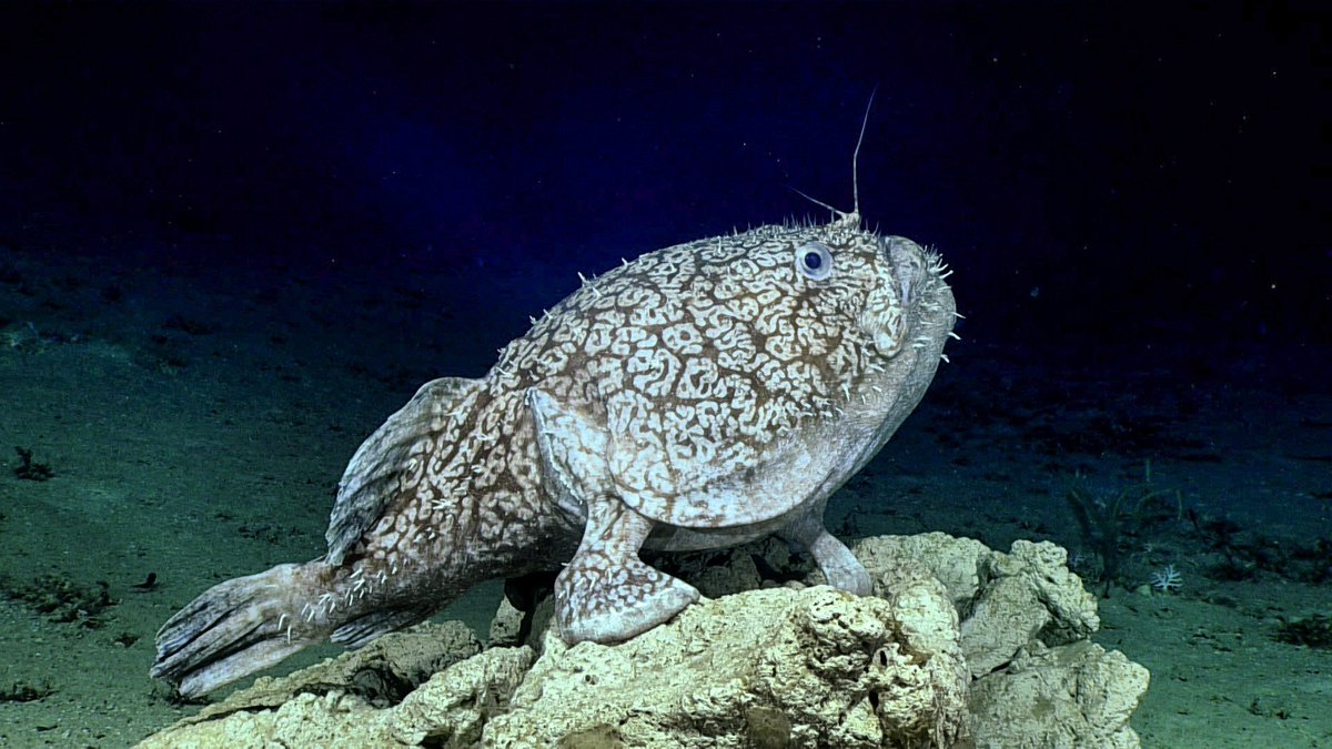 Striking a pose! 📸 This my friends is a goosefish (Sladenia shaefersi)! 📷NOAA #deepsea #MarineLife #fish #goosefish #biology