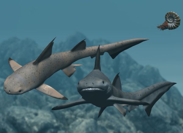 ExtAnimals's tweet photo. #Hybodus is a #prehistoric shark
These sharks resemble great white sharks but are shorter.
This species survived 200M years before going #extinct
📷 Alain Beneteau | Nobu Tamura
#animals #sharks #paleoart https://t.co/feqLJFidm2