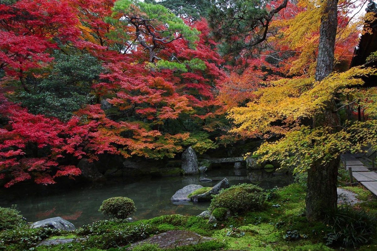 Japan_In_Image's tweet photo. Rengeji temple fall colors🍁🍂
It is distinguished in not only being old but also being both a Buddhist and Shinto temple which is a much, much smaller subset.
📷Chitaka45
#japan #japantravel #rengeji #Autumn https://t.co/rkmuiIAVY8