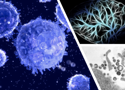 NIMMLab's tweet image. @NIMMLab announced that Nuria Tubau Juni was awarded #PhD in #GBCB #experimentalmodel #Cdifficile #Hpylori nimml.org/news/detail/nu…