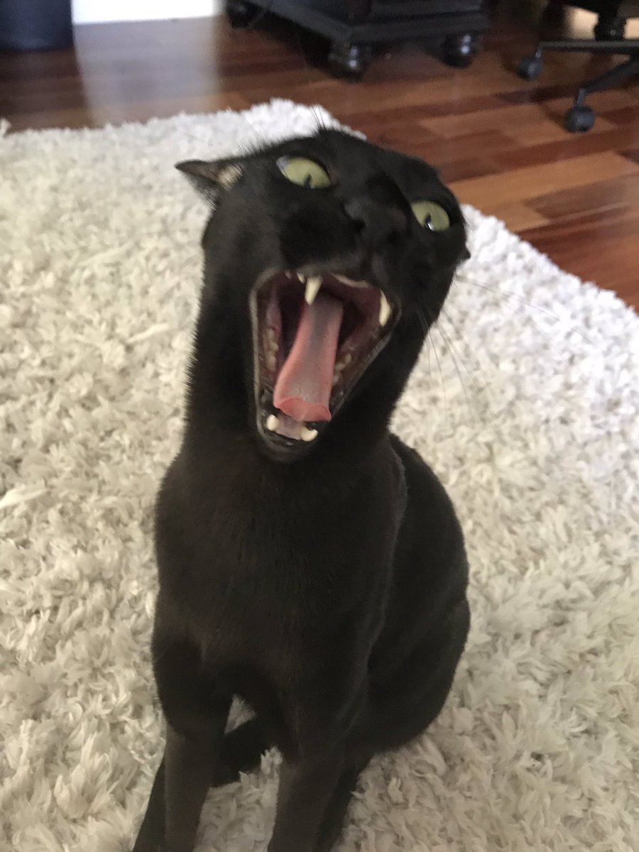 Hobbikats's tweet image. I’ve seen this floating around on twitter today #CatDoesAScrem and nobody does it better.  RT of you think so too 🖤