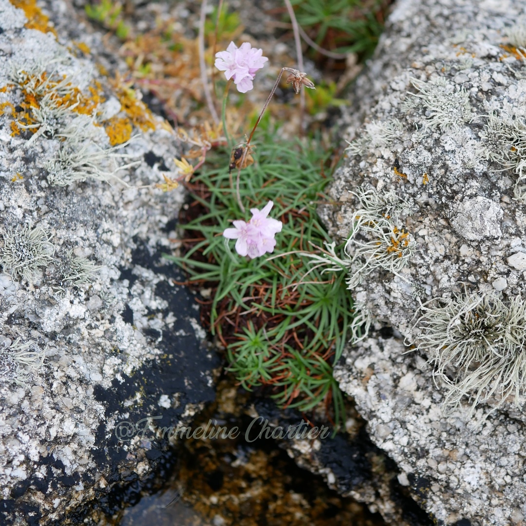 ChartierEmeline's tweet photo. Armeria maritima 
#plumbaginaceae #armeria #armeriamaritima #seathrift #gazondespagne #rocks #rochers #bretagne #finistere #cornouailles https://t.co/YBAcGRkjxR
