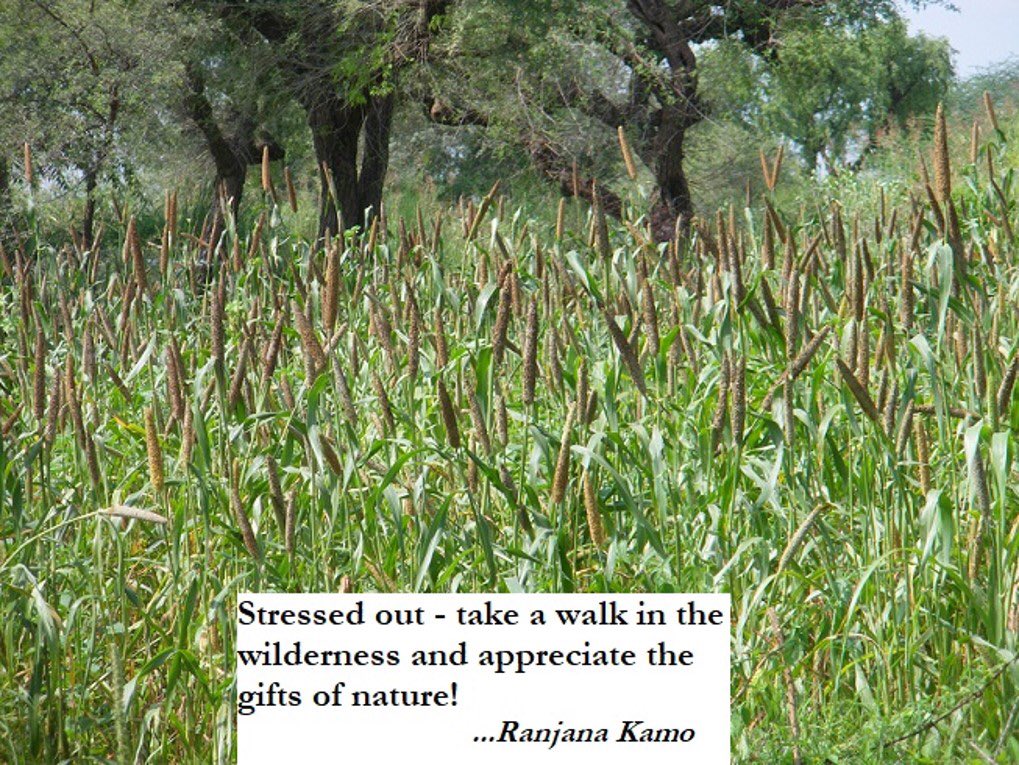 Stressed out - take a walk in the wilderness and appreciate the gifts of nature!
#bethechange
#beatstress
#motivation
#motivationalbooksbyRanjanaKamo
#milletfields
#Nawalgarh
#Rajasthan