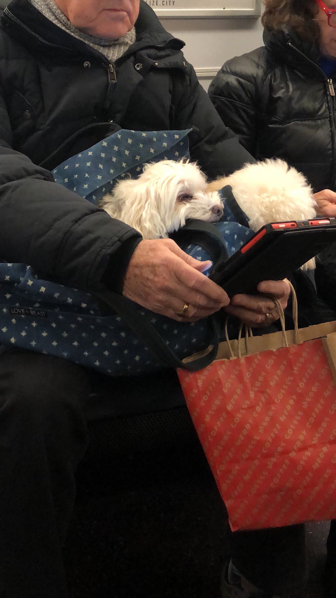Tiny Snek Comics Two Days In A Row I Have Now Seen This Dog On The Train Let S Please Make This An Everyday Thing Thx Tiny Snek Comics Two Days In A Row I Have Now Seen This Dog On The Train Let S Please Make This An Everyday Thing Thx