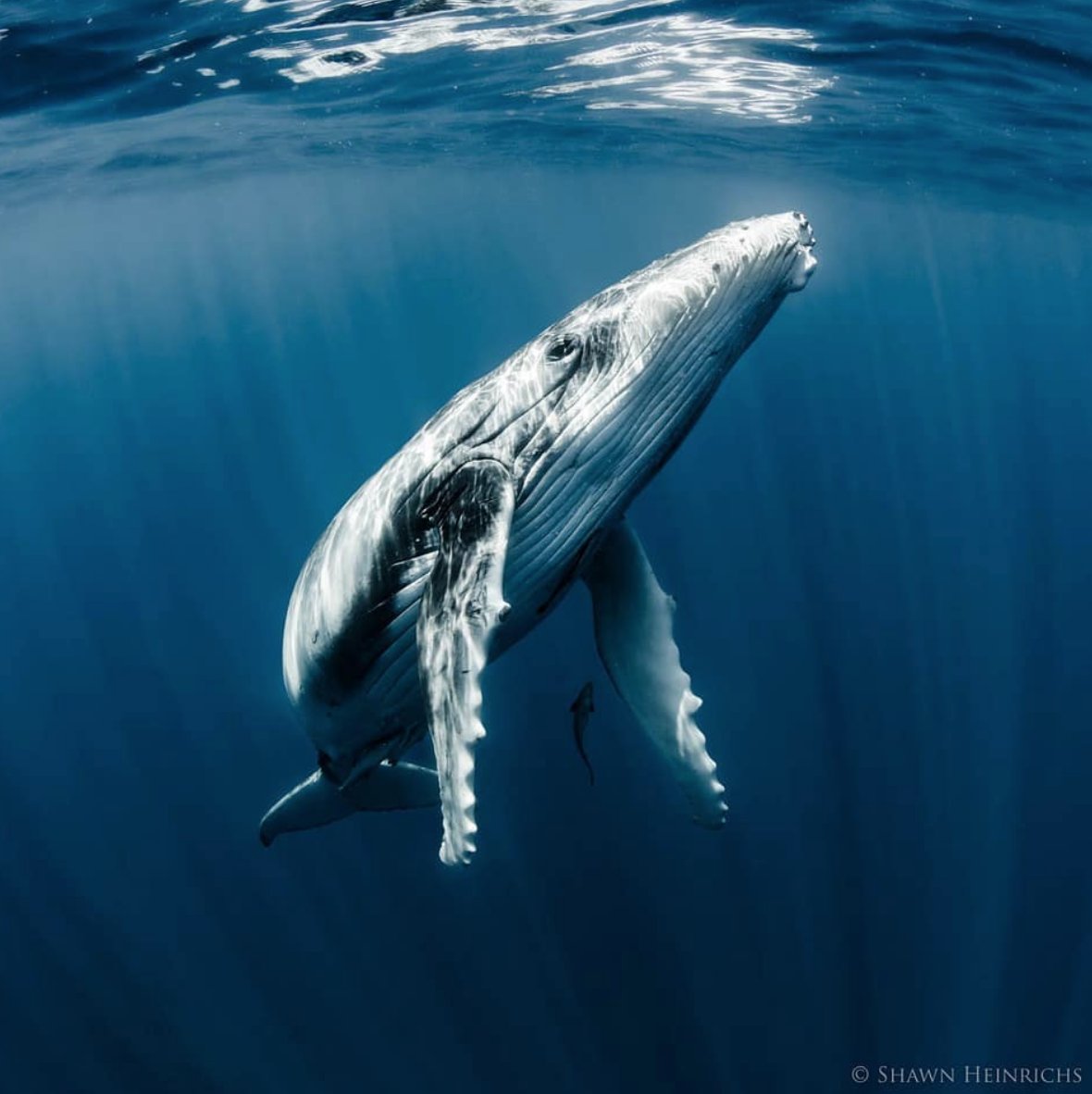 This #GivingTuesday, double your ocean impact by donating to our Facebook fundraiser. Donate today to help us unlock dollar-for-dollar matching support from Facebook tomorrow. Join here: bit.ly/2Yai2DC

📸 <a href="/ShawnHeinrichs/">Shawn Heinrichs</a>
