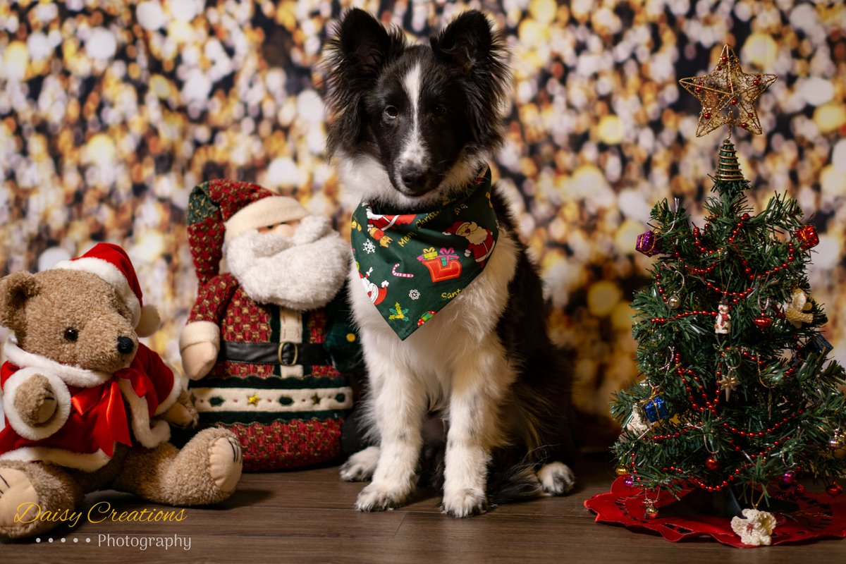 daisycreations3's tweet photo. Which one should Fergus wear to the #Christmas #party? #festivepup #petphotography #petportrait #puppy #puppies #sheltie #bandana #santa #tree https://t.co/1WDG3kDxuk
