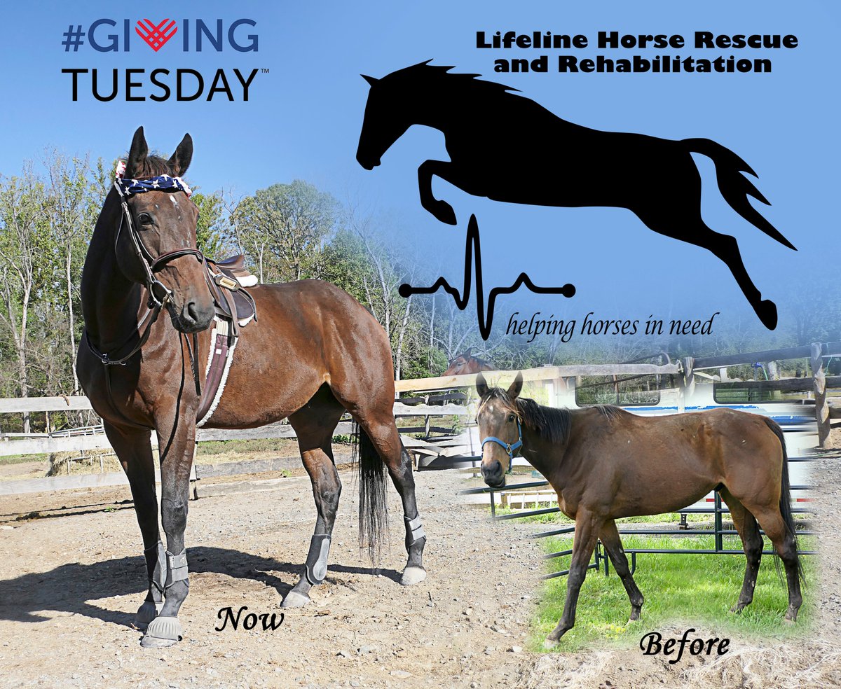 HorsesSaves's tweet image. Giving Tuesday fundraiser starts at 8 AM EST tomorrow, December 3rd on Lifeline Horse Rescue Facebook page #lifelinesaveshorses. Please share this tweet if you can! Help us to save horses from slaughter and neglect. Moonspell - racing warrior, our Ambassador.