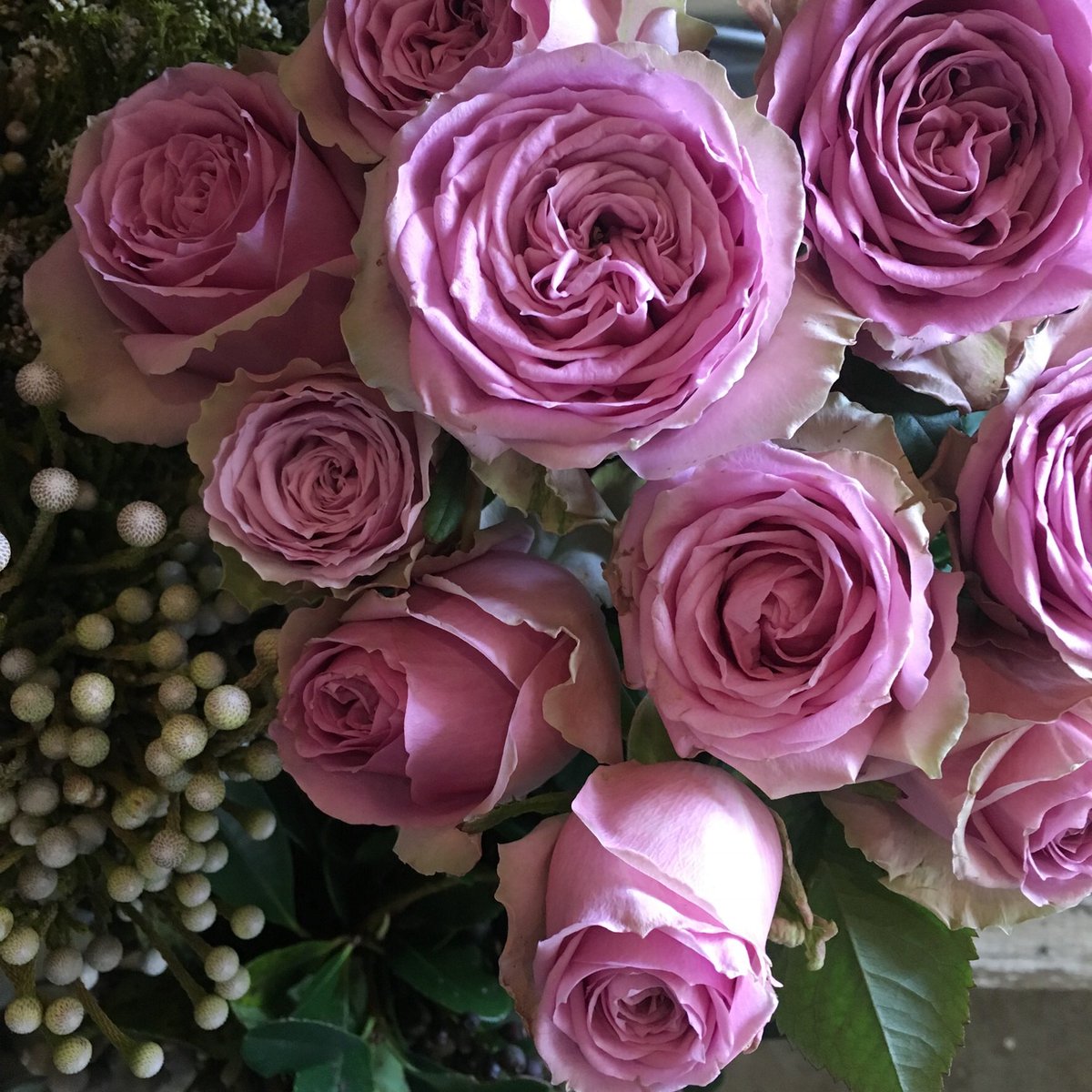 D Ici Peu 毎日ひと花 薔薇 ブルーミルフィーユ D Ici Peu 毎日ひと花 薔薇 ブルーミルフィーユ