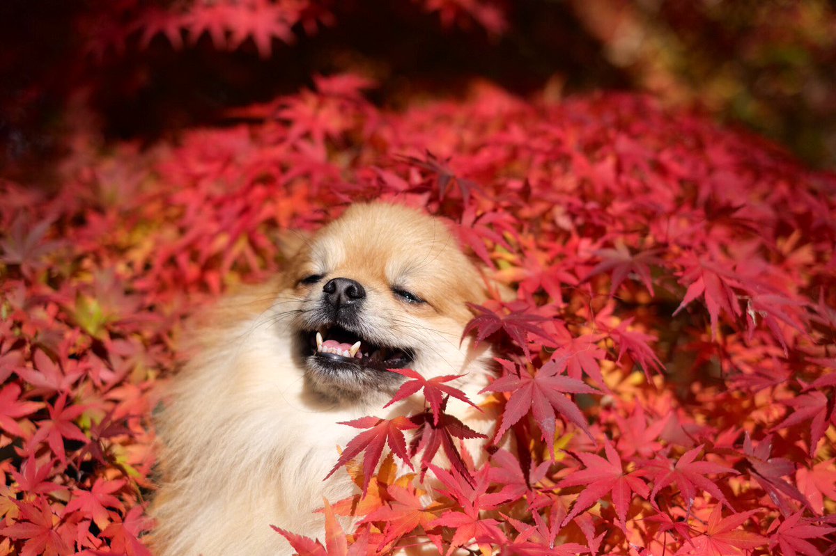 inari_715's tweet photo. 🍁　**:.｡. 🍁きゃはは.｡.:* 🍁*･゜ﾟ･*:.･*🍁🍁　*･゜ﾟ･*:.･  🍁
　　もみじと遊ぶ🍁(ᵔᴥᵔ)

　#ポメラニアン　#紅葉
　#pomeranian  #てんこもり https://t.co/1bui7eDwIa