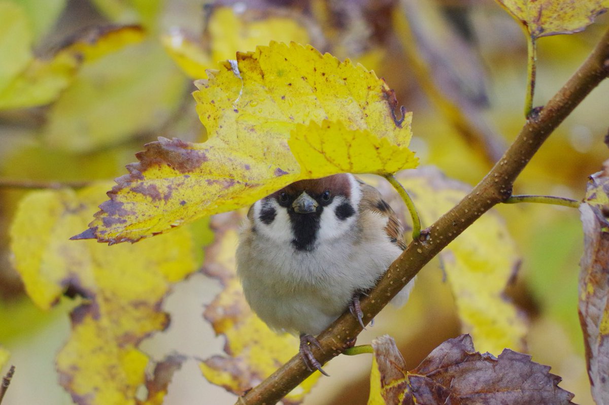 スズメを観察していたら逆に観察されていたことに気づく
#雀 #スズメ #すずめ #sparrow #鳥 #小鳥 #野鳥 #bird https://t.co/fuDALxsrRd