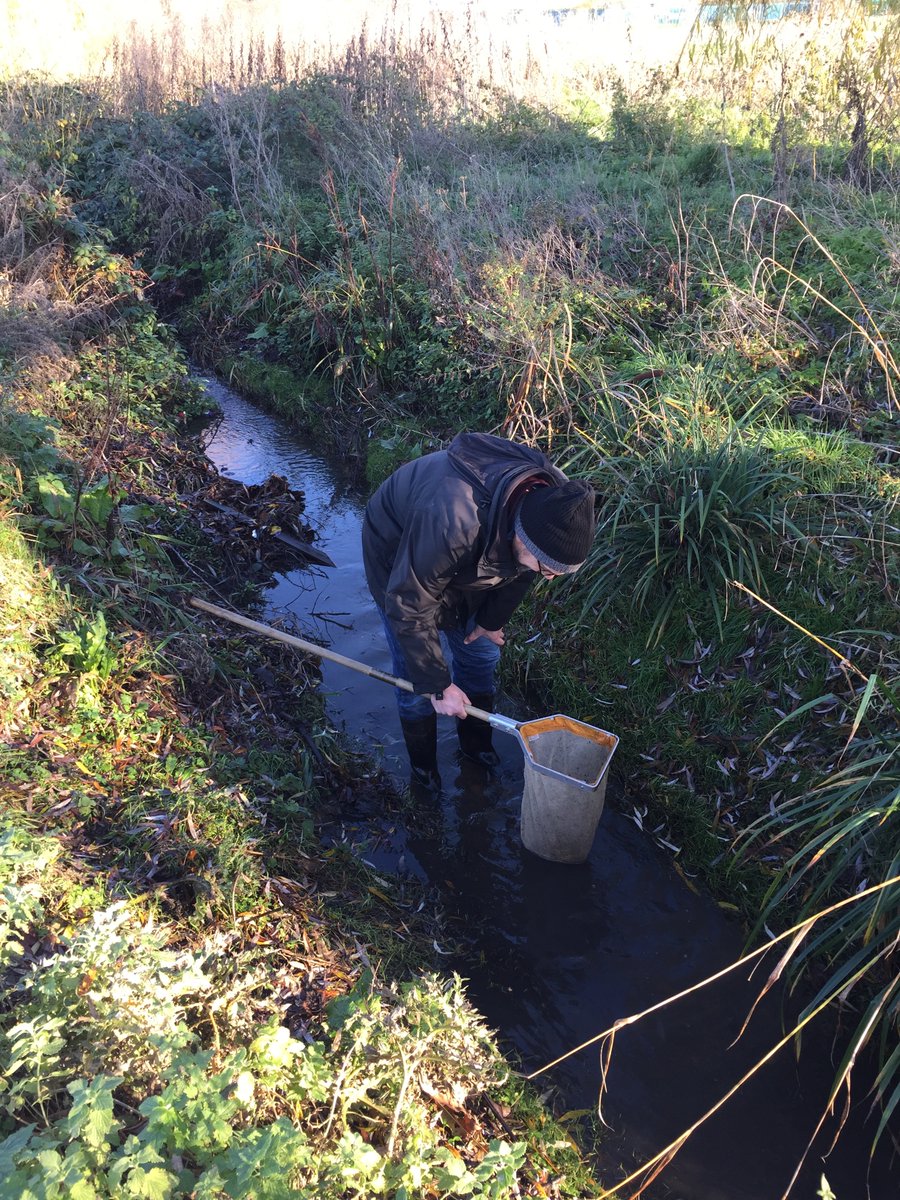 CVP_CraneValley's tweet image. A Citizen Crane team carrying out some riverfly monitoring on the Yeading Brook East at Newton Park in the London Borough of Harrow today. Great weather for it! @OfficialZSL @FriendsRivCrane @frogenv
