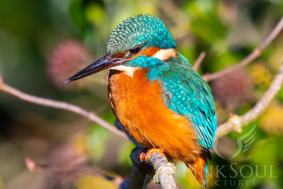 Michelle Becker tweet media