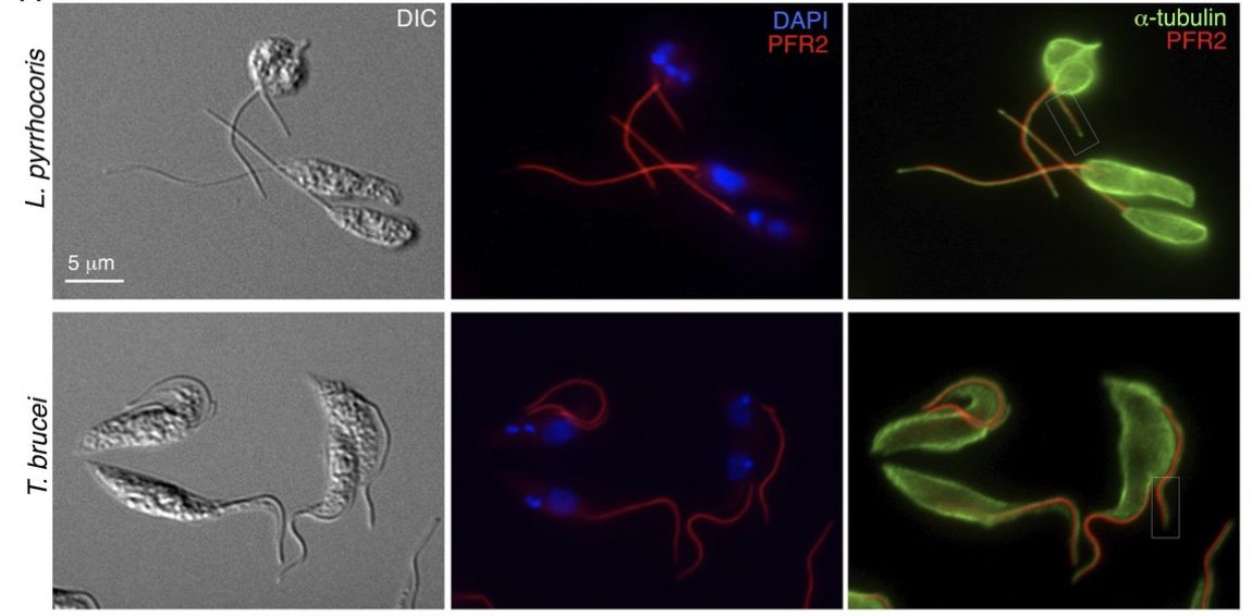 ASMicrobiology's tweet photo. Cell cycle-dependent flagellar disassembly in a firebug trypanosomatid Leptomonas pyrrhocoris @mbiojournal https://t.co/f9hWyZqBRo https://t.co/WneJm0ps6g