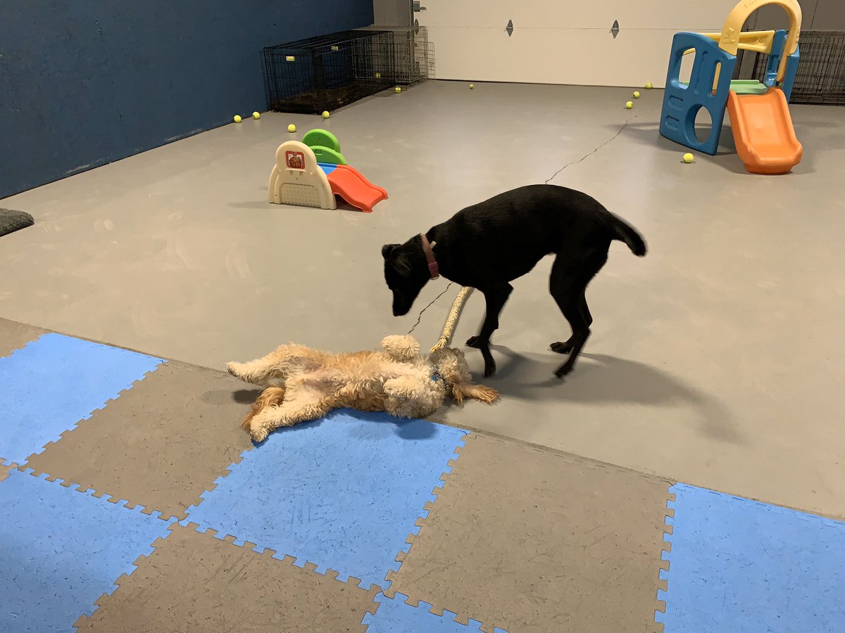 TheHomeofPaws's tweet photo. Fun time. Nap time. And fun time again. 
#dogs #doggies #doggos #cavapoo #terriermix #rhodesianridgeback #labradormix #frenchbulldog #dogplay #funtime #cutedogs #fundogs #doggiedaycare #plainvillema #foxborough #wrentham #cumberland #southattleboro #attleboro #northattleboro https://t.co/esl08CeBe4