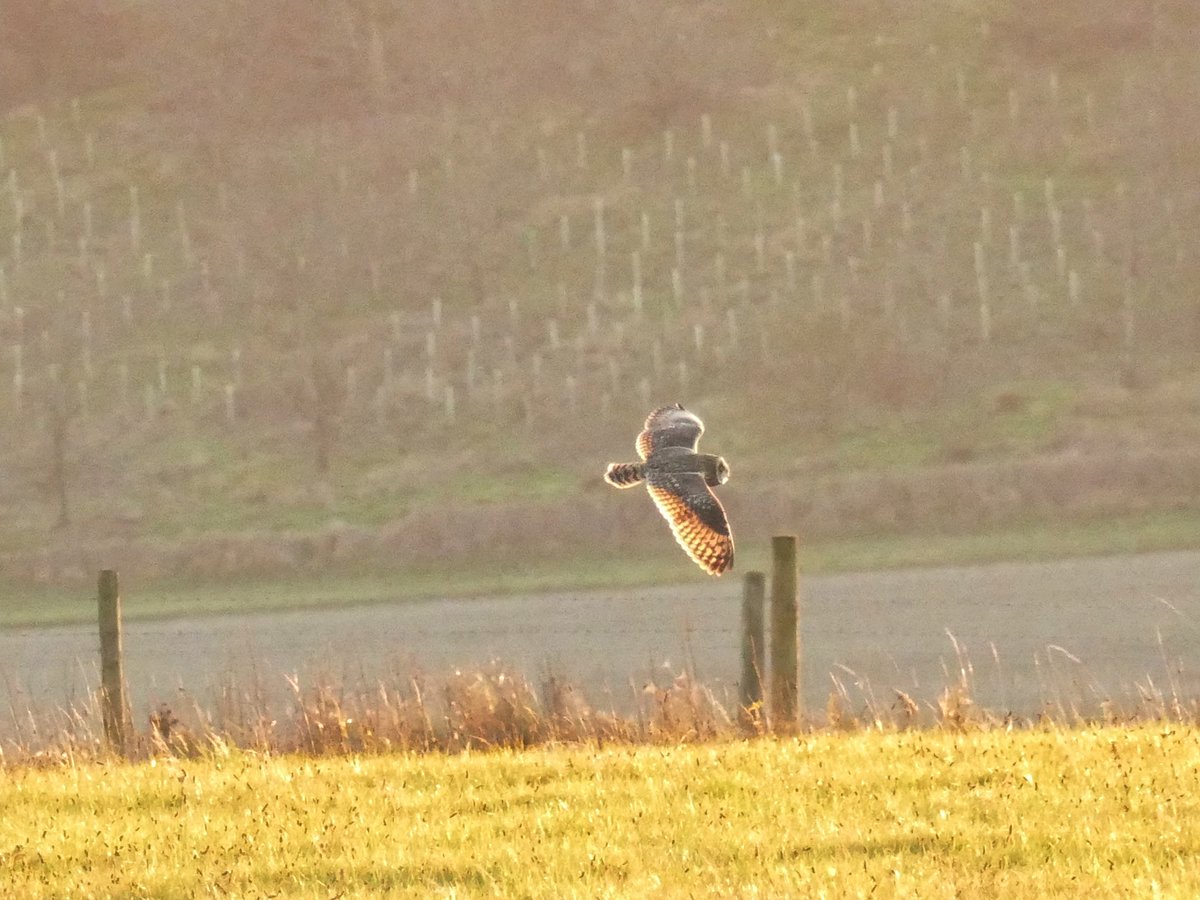 Lukehepps79's tweet image. Was great to watch 3 possibly 4 short eared owls up on the ridgeway this afternoon 🦉🦉🦉 @BTO_Wilts @RSPBSouthWest @Team4Nature @WiltsWildlife @SpaceForNature @NearbyWild @VisitWiltshire @WSBRC #wiltshire #nature #wildlife