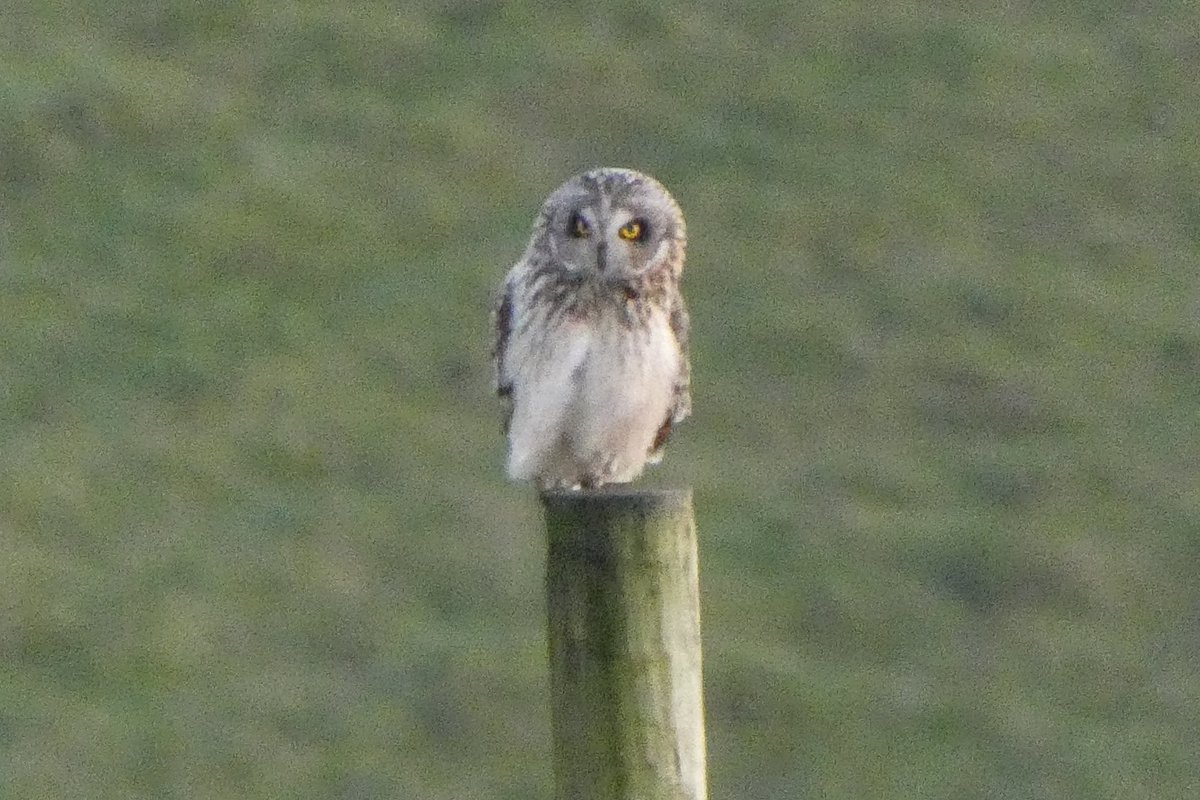 Lukehepps79's tweet image. Was great to watch 3 possibly 4 short eared owls up on the ridgeway this afternoon 🦉🦉🦉 @BTO_Wilts @RSPBSouthWest @Team4Nature @WiltsWildlife @SpaceForNature @NearbyWild @VisitWiltshire @WSBRC #wiltshire #nature #wildlife