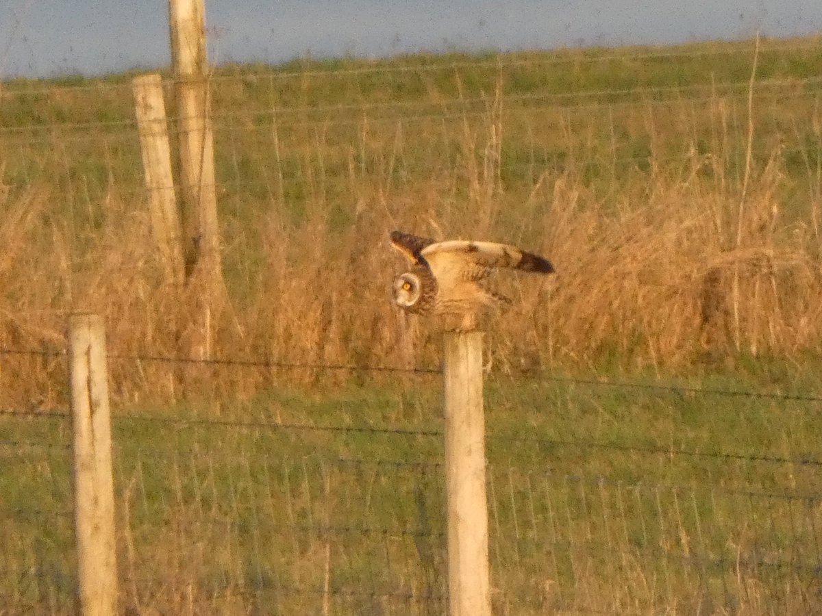 Lukehepps79's tweet image. Was great to watch 3 possibly 4 short eared owls up on the ridgeway this afternoon 🦉🦉🦉 @BTO_Wilts @RSPBSouthWest @Team4Nature @WiltsWildlife @SpaceForNature @NearbyWild @VisitWiltshire @WSBRC #wiltshire #nature #wildlife