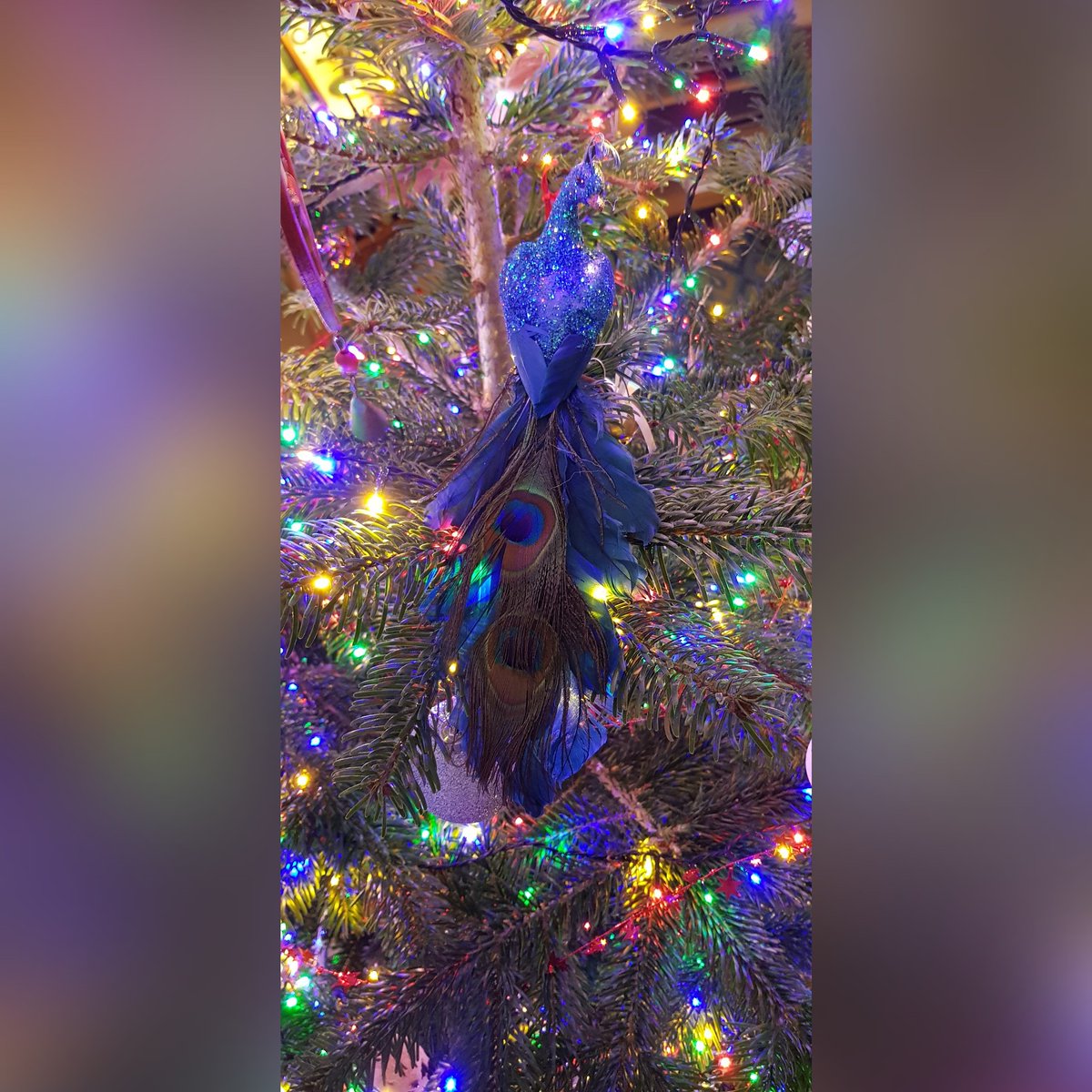 VS_comedian's tweet photo. This being the year of the Peacock for me, it's only right I have a Proud Peacock on my Christmas Tree this year 🦚 Keep on Peacocking fabulous people and happy December 🎄 
#peacocking #comedy #FemaleComedian #christmas2019 #theyearofthepeacock #proudpeacock #keeponpeacocking https://t.co/61y85r5v6Y