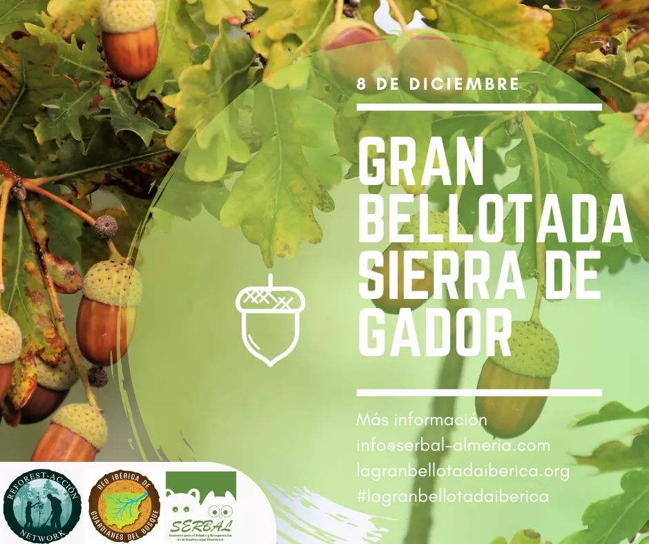 El próximo domingo 8 de diciembre volvemos a la Zarba, en la Sierra de Gádor, para seguir sembrando bellotas y nuevos plantones. Si estas interesado escríbenos a info@serbal-almeria.com @GrandeBellotada #lagranbellotadaiberica