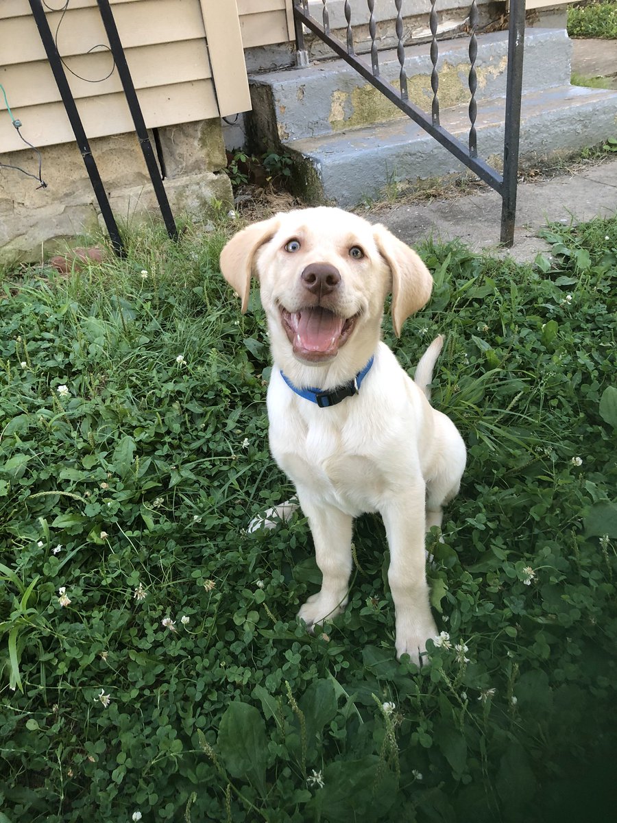 callieschable's tweet photo. Hug your fur babies tight... gosh Baker boy. I miss you more than anything. I’d do anything for one more lick on the face ❤️ https://t.co/XKKYbAq0ID