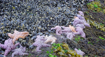 PiscoScience's tweet photo. Day 2 of #20YearsofPISCO. PISCO has studied the nearshore ecosystems of the CA Current LME since 1999 – this includes the Rocky Intertidal, Rocky Reefs and Kelp Forests and Nearshore Physical Oceanography. #PISCOScience #PISCO https://t.co/mRt5MH4wrm