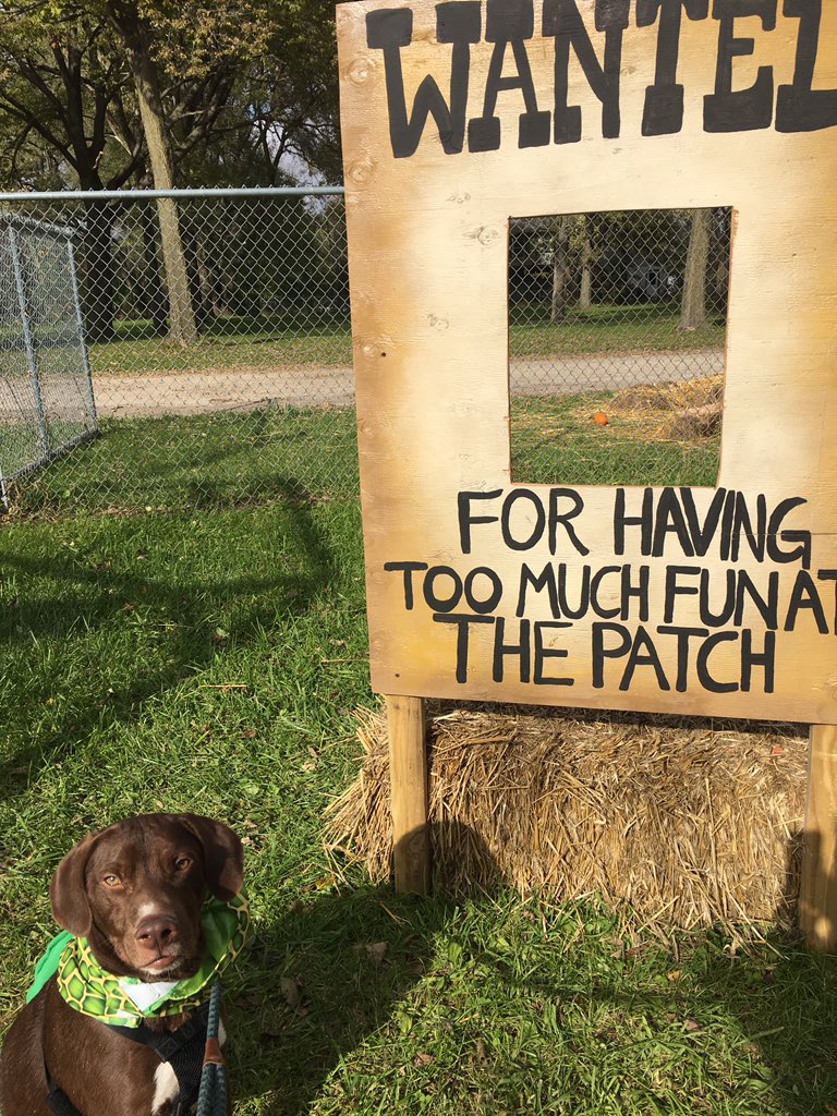 DateDilemma's tweet photo. Happy #NationalMuttDay! Celebrate today by having your date night be volunteering at shelter! Take the dogs for walks and play with them! Or do a doggie day out! https://t.co/uztnoqhN2f