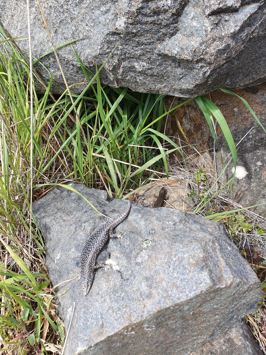 petahill26's tweet photo. Releasing some highland lovelies today #BEERgroup #HERper #ultimateskink #solongandthanksforallthemealworms https://t.co/plj34kpyr6
