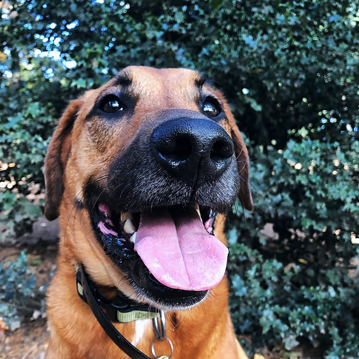 Nothing is better than unconditional love.  
❤️My Eezo❤️
#NationalMuttDay
#AdoptDontShop