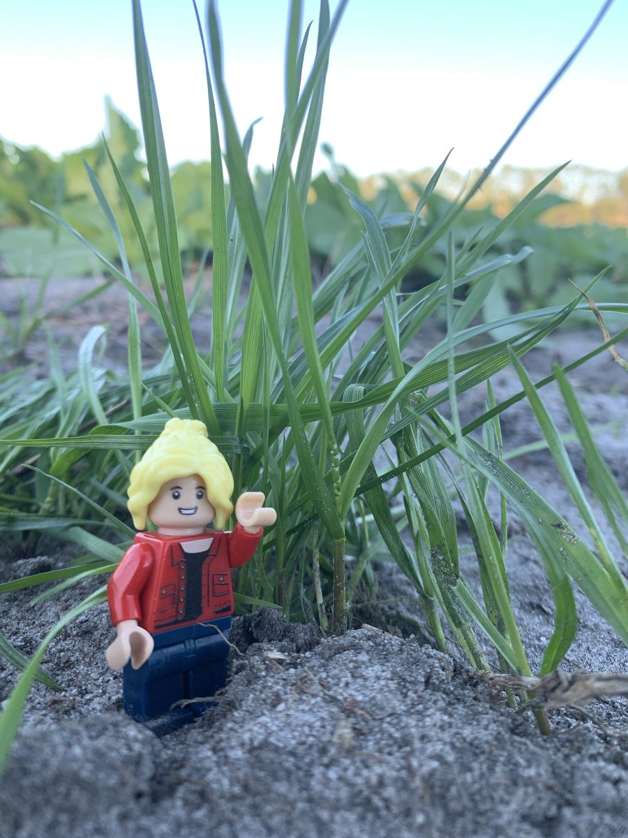 LegoForages's tweet photo. #WinterGrazing is happening now at the #AlapahaBeefStation! The #LittleBittySpecialist is up to her ears in #Traptor and the #Ryegrass isn’t far behind! https://t.co/Xx1ReCSEpI