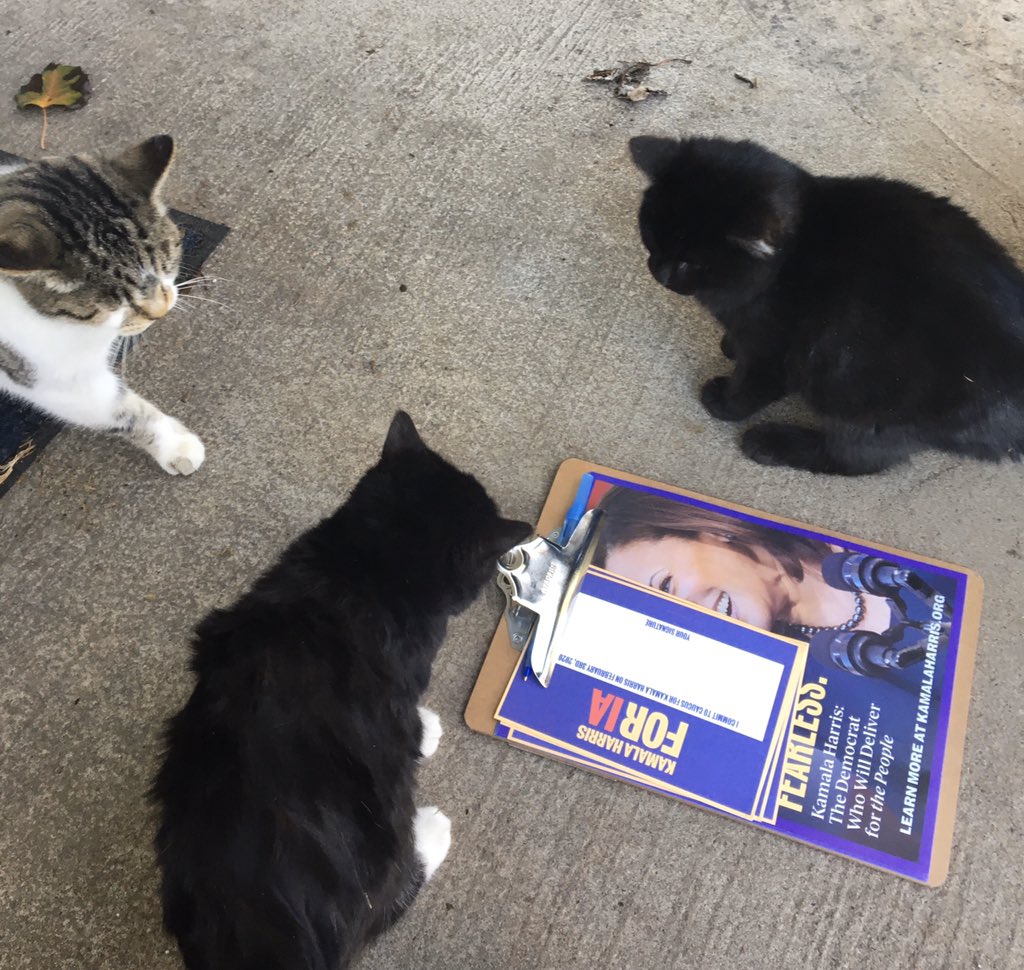 ClaireGoldberg's tweet photo. hi I met some sweet angel babies while out canvassing today and thought you all should know 💞 #catsofcanvassing #dogsofdoorknocking https://t.co/CV49GcEcFR