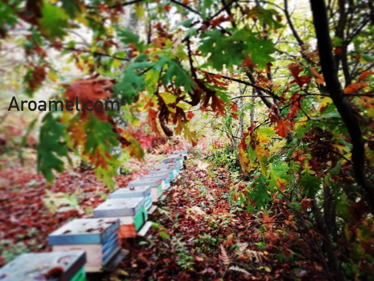 aroamel's tweet image. 🍃Cuando compramos miel no solo estamos actuando positivamente en la economía local sino que estamos favoreciendo la biodiversidad. Échale cuentas; una colmena poliniza unos 20 millones de plantas al día🍃

#aroamel #HoneySelect #happybee #apicultura #naturelovers #SiguemeYTeSigo