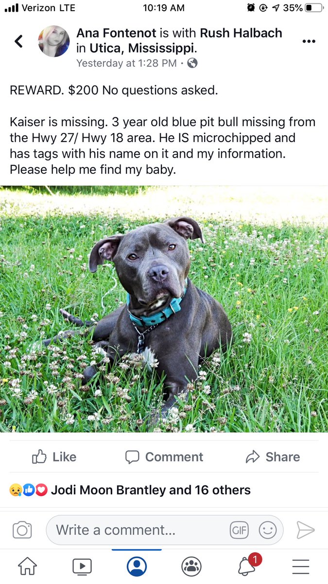 halbach71's tweet photo. REWARD: $200 no questions asked. Neutered 3 year old blue Pitbull. Twitter do your thing https://t.co/gIKsSwzrK4