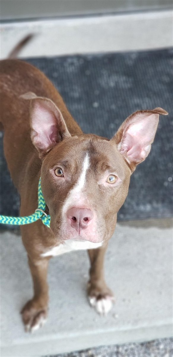 EMluvsPibbles's tweet photo. 🆘CRITICALLY URGENT🆘 
1 yr young RUSTY is scheduled for euth/kill for allergies manifesting in sore paws!😐
#MEDICALPLEDGE #RESCUE #ADOPT #STOPTHISExecution💉🔚
"Rusty is such a good boy &amp; wants to greet &amp; interact with people &amp; other dogs”
https://t.co/JiPBlg1sRU
Columbus, OH🇺🇸 https://t.co/96ptdQkGpg