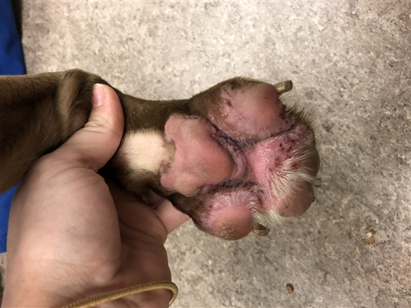 EMluvsPibbles's tweet photo. 🆘CRITICALLY URGENT🆘 
1 yr young RUSTY is scheduled for euth/kill for allergies manifesting in sore paws!😐
#MEDICALPLEDGE #RESCUE #ADOPT #STOPTHISExecution💉🔚
"Rusty is such a good boy &amp; wants to greet &amp; interact with people &amp; other dogs”
https://t.co/JiPBlg1sRU
Columbus, OH🇺🇸 https://t.co/96ptdQkGpg