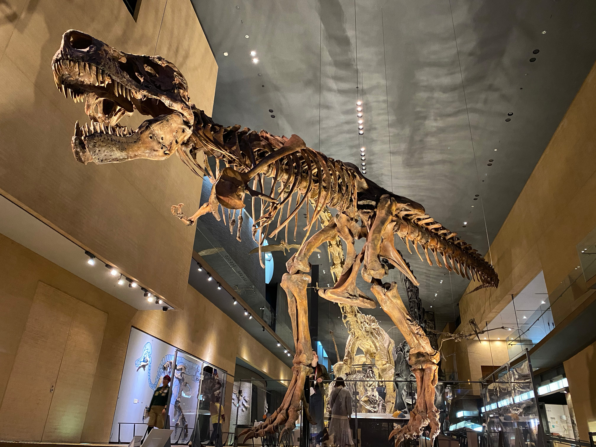 オリディオ Oridio Inc 先日 福岡にある いのちのたび博物館 に行ってきました やっぱり実際に見る恐竜の化石はとても迫力があって良いですね 参考になる展示ばかりで今後のアプデにも活かしていけたらと思います 現在最新版をストアに申請中です オリディオ Oridio Inc 先日 福岡にある いのちのたび博物館 に行ってきました やっぱり実際に見る恐竜の化石はとても迫力があって良いですね 参考になる展示ばかりで今後のアプデにも活かしていけたらと思います 現在最新版をストアに申請中です