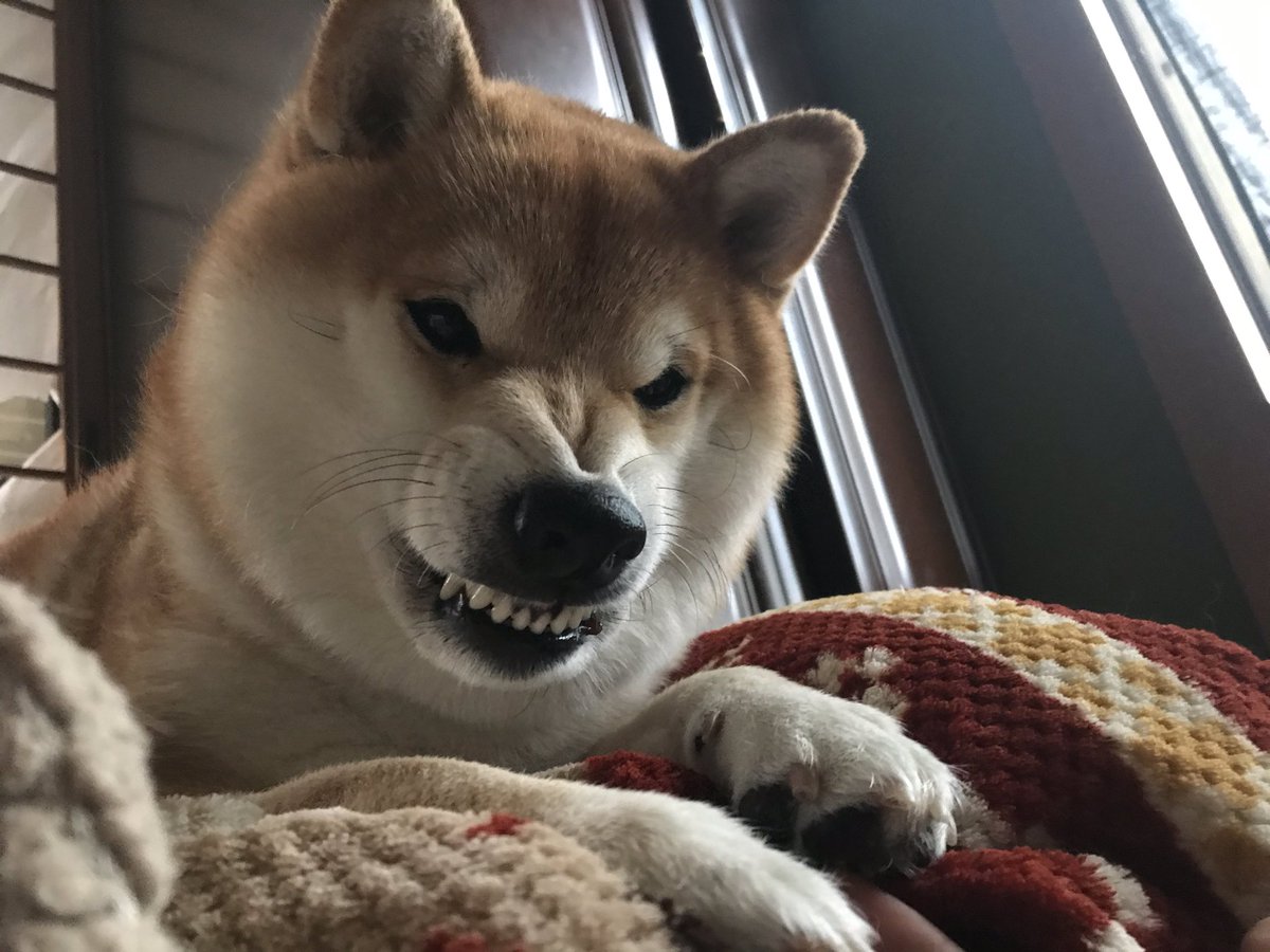 動物系 Min T ミント
