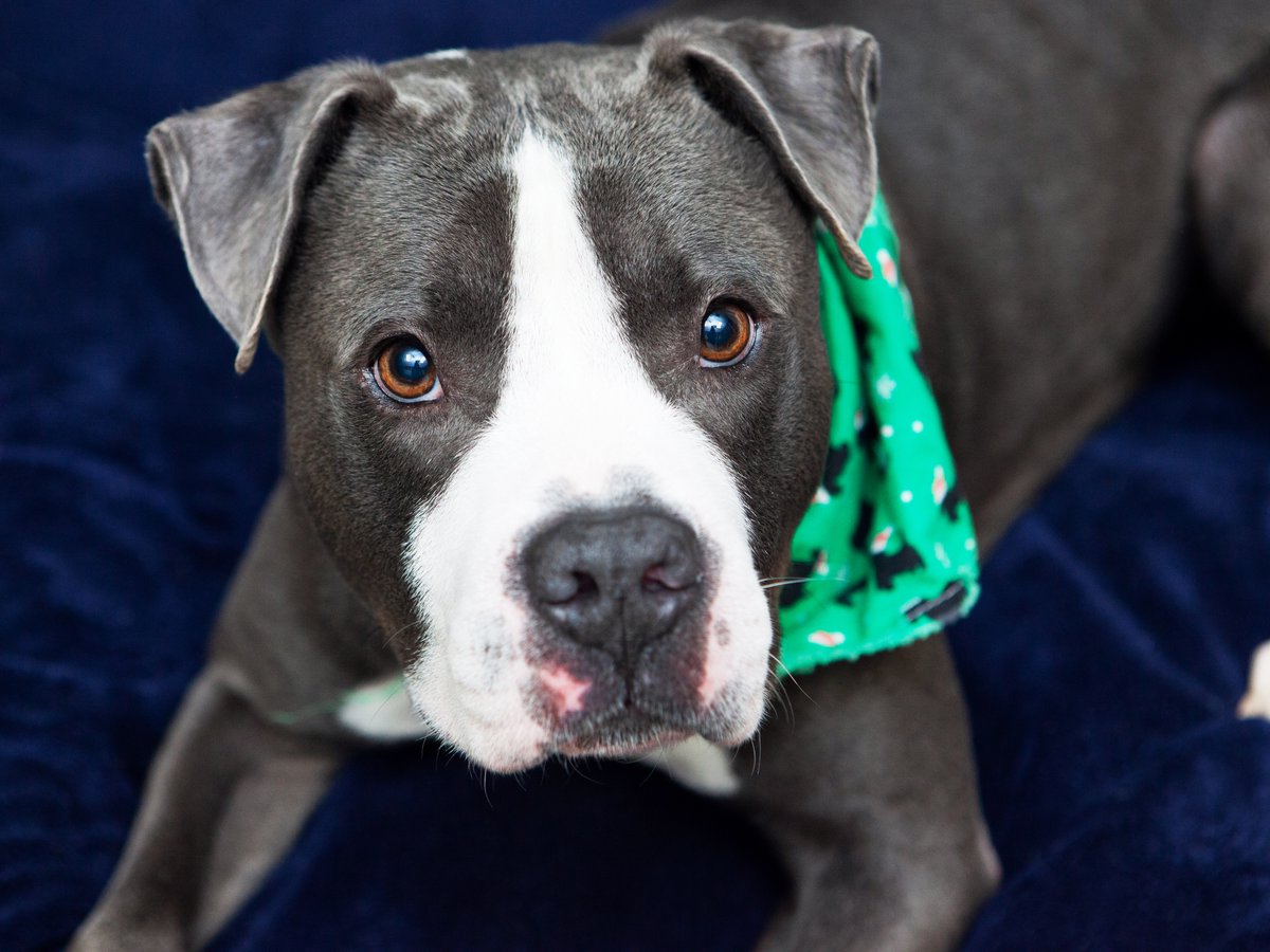 Friends of Lucas County Dogs tweet media