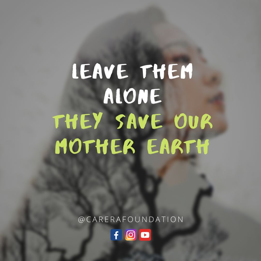 thecarera's tweet photo. Leave Them Alone, They Save Our Mother Earth..
#carerafoundation #quotesdaily .
.
.
#leave #theme #alone #photooftheday #savefarmers #ourmoment #mothernature
#EarthquakePH https://t.co/yKUbNhM7jk