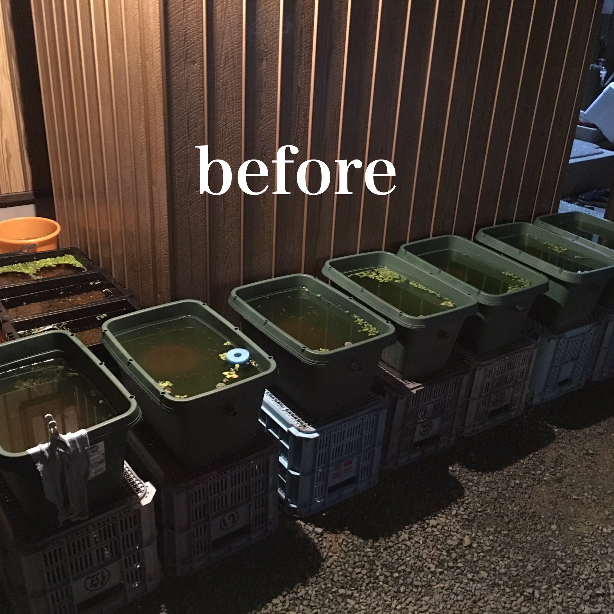 極楽めだか メダカの越冬 水深が深い容器にだけして あとは自然に任せようと思ったけど 初めての冬の為 やっぱりメダカ が心配の為 笑 100均で支柱を買って 90lのゴミ袋被せて 簡易ビニールハウスを作りました 外は寒いけど メダカさんは暖かそうに