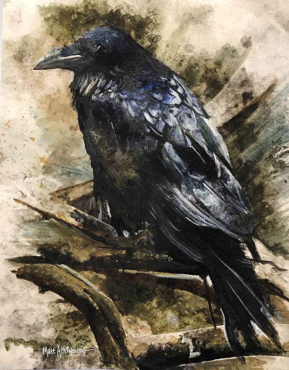 Raven, watercolor, 11x14
