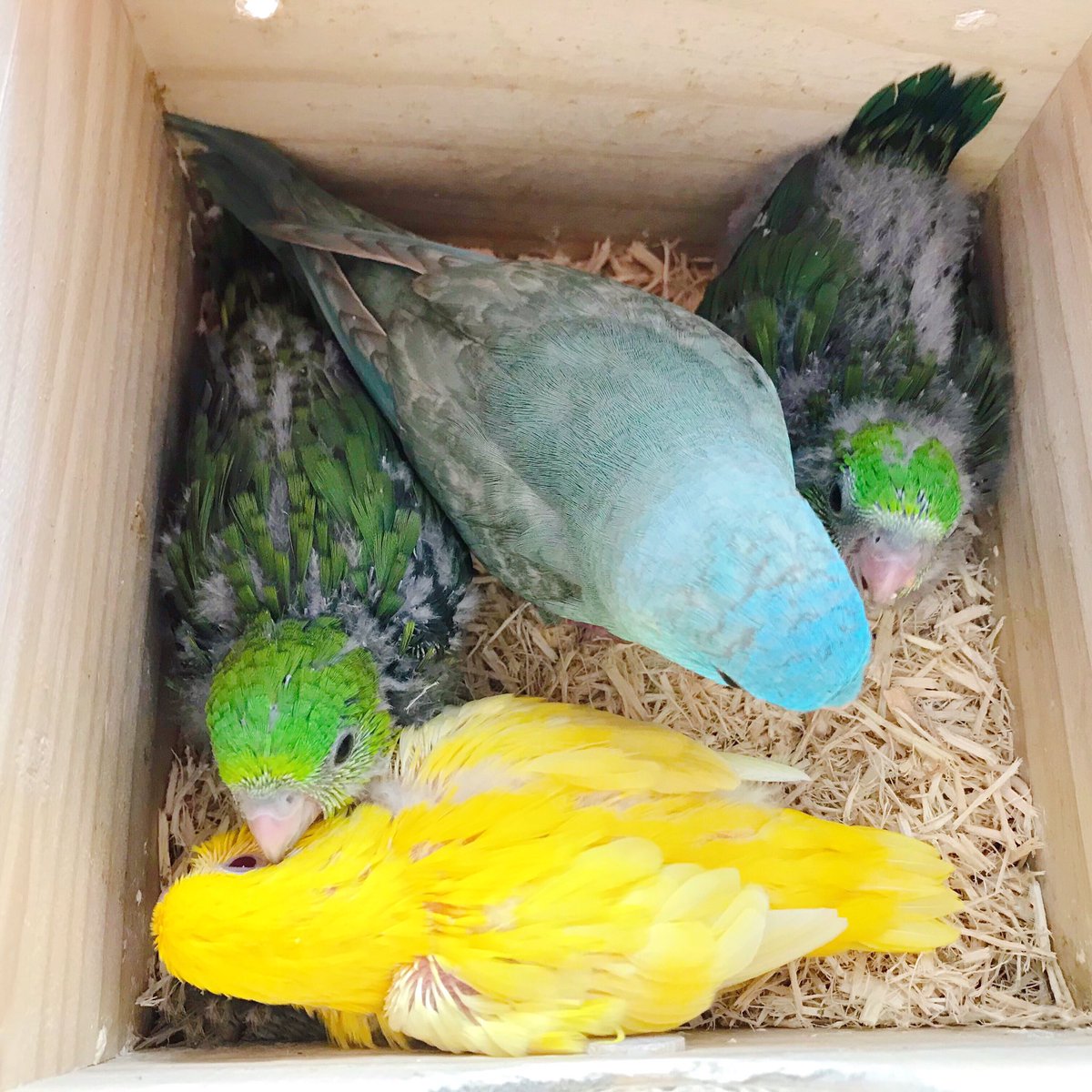 クース ちょっとせまいわ Byブル吉 サザナミインコ 里親悩み中