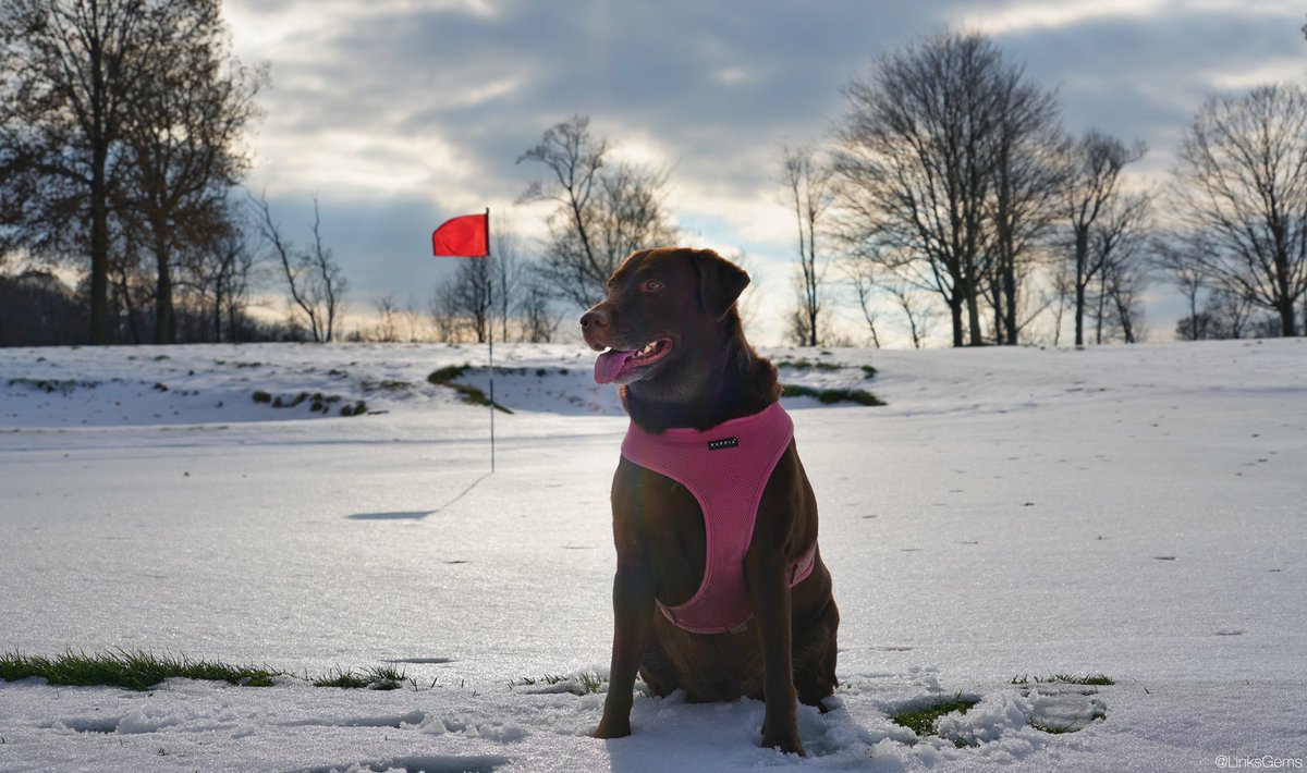 LinksGems's tweet photo. At least one of us enjoys this weather.
#stonewall #graciegolf https://t.co/pLScyqPB79