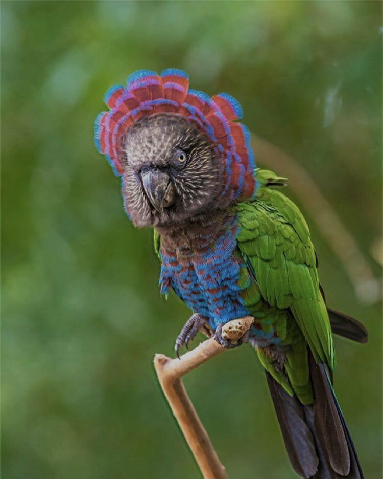 Geometrae (@geometrae) on Twitter photo 