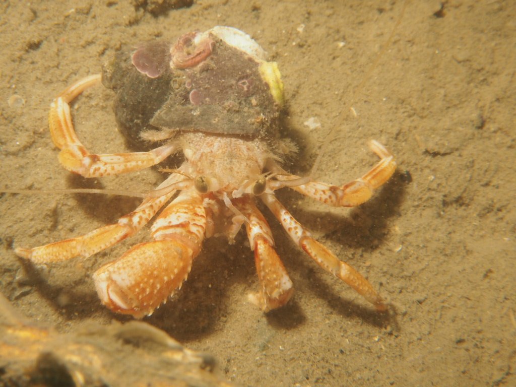 robweeda's tweet image. Heremietkreeft bij Stavenisse. Prachtig beest toch? #oscd #duiken