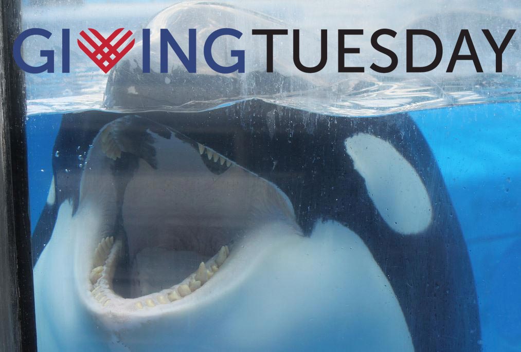 SJDolphins's tweet photo. Orcas NEED YOUR HELP this #GivingTuesday. Give by the end of TODAY (12/3 at midnight PT) and DOUBLE your impact: https://t.co/mExa3DiJaD
#IMMProject #AndersonVSeaWorld https://t.co/5BU3BDIw0p