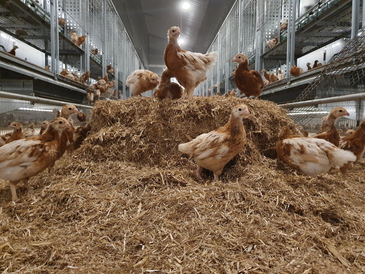 SamA_Chicks's tweet image. Morning girls