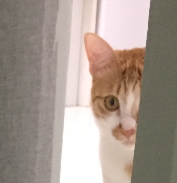 첫째 버터와 둘째 호떡이의 첫 대면날..ㅋㅋㅋㅋㅋㅋㅋㅋㅋㅋㅋㅋㅋㅋㅋㅋㅋㅋㅋㅋ저때 버터 얼굴 진짜 너무 웃겨서 깔깔 거리니까 왜 쳐웃고 있냐는 눈빛으로 날 바라봤음..ㅋㅋㅋㅋㅋㅋ